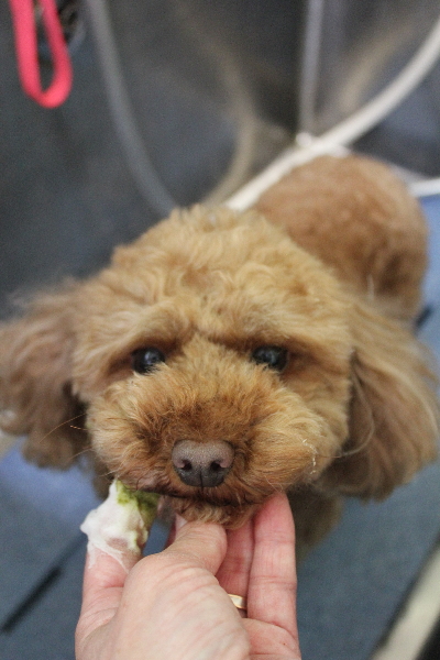神奈川県横浜市のトイプードルの歯磨き画像