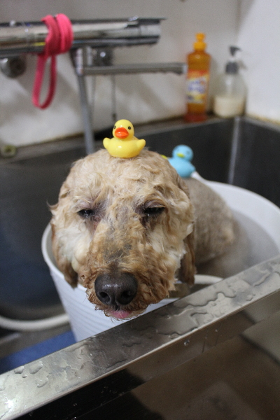 千葉県船橋市のトイプードルの炭酸泉画像