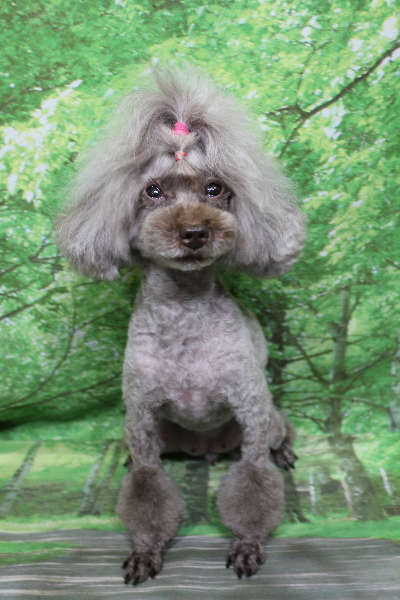 千葉県船橋市のトイプードルのトリミング画像