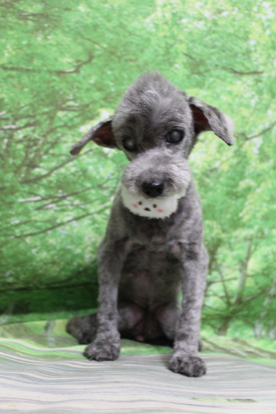 千葉県船橋市のトイプードルのトリミング画像