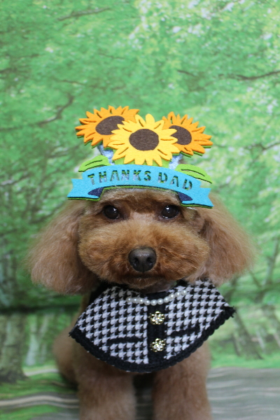 千葉県市川市のトイプードルのトリミング画像