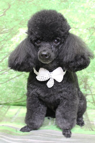 千葉県鎌ヶ谷市のトイプードルのトリミング画像