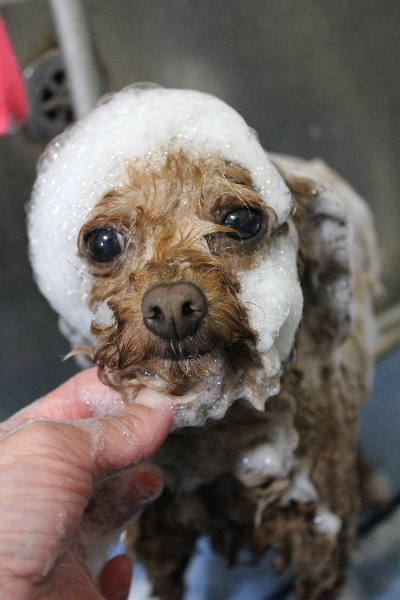 千葉県船橋市のトイプードルのシャンプー画像