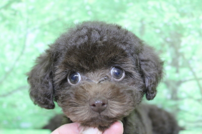 トイプードルブリーダーの子犬、トリミング画像