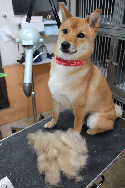 千葉県鎌ヶ谷市の柴犬のトリミング前画像