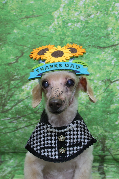 千葉県船橋市のトイプードルのトリミング画像