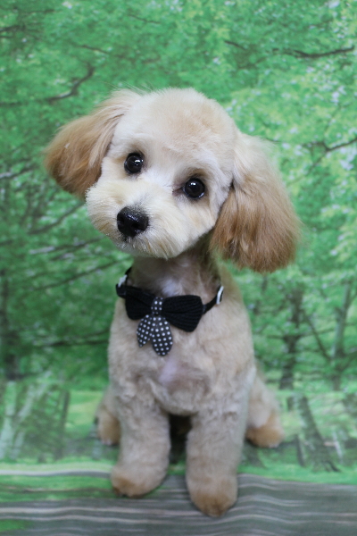 千葉県鎌ケ谷市のミックス犬のトリミング画像