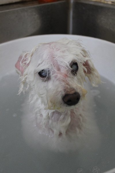千葉県習志野市のトイプードルの炭酸泉画像
