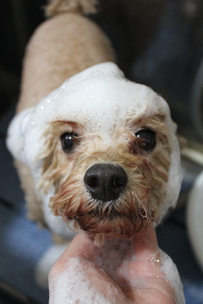 千葉県鎌ケ谷市のトイプードルのシャンプー画像