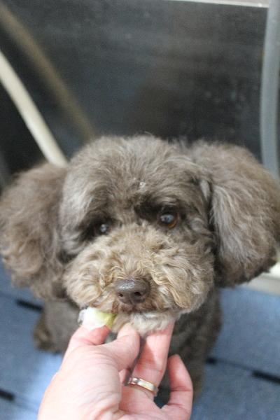 千葉県市川市のトイプードルの歯磨き画像