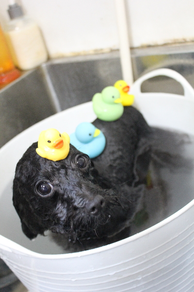 千葉県鎌ヶ谷市のトイプードルの炭酸泉画像