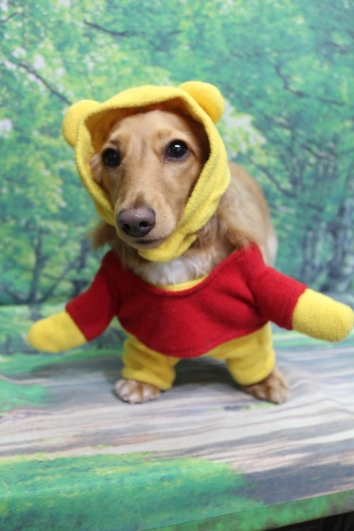 千葉県船橋市のミニチュアダックスのトリミング画像