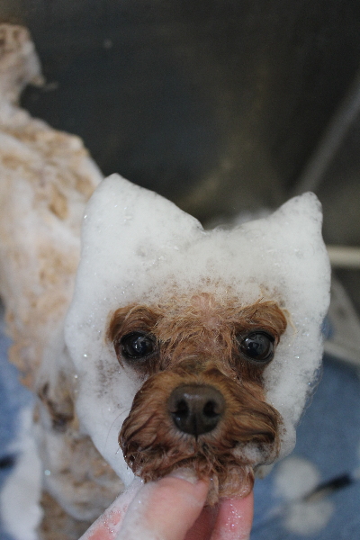 千葉県千葉市のトイプードルのシャンプー画像