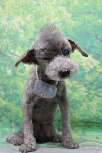 千葉県船橋市のトイプードルのトリミング画像