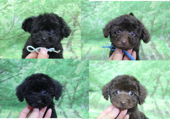 トイプードルブリーダーの子犬、トリミング画像