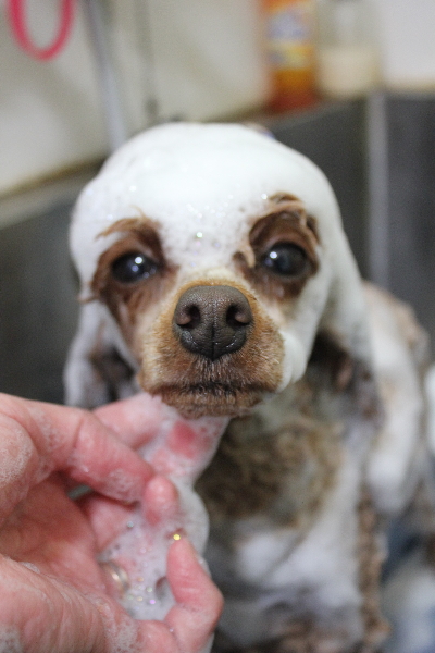 千葉県船橋市のトイプードルのシャンプー画像
