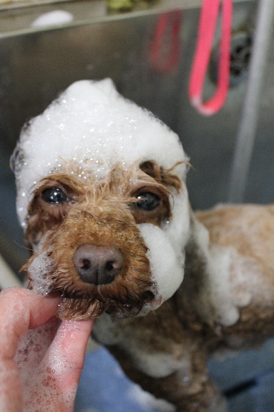 神奈川県横浜市のトイプードルのシャンプー画像
