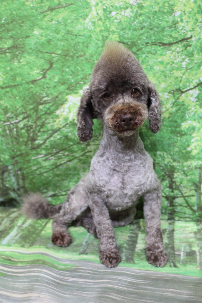 トイプードルブリーダーの成犬、トリミング画像