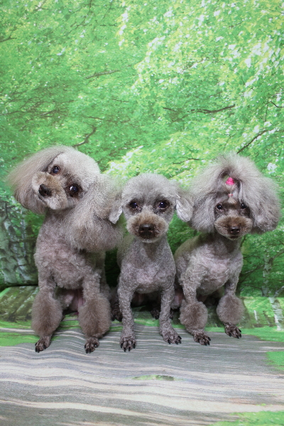 千葉県船橋市のトイプードルのトリミング画像