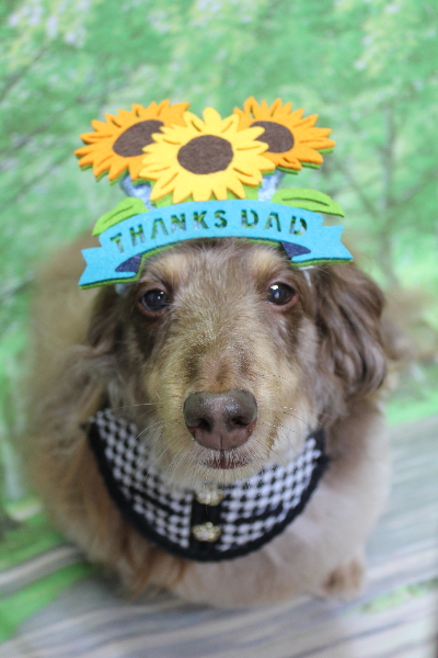 千葉県松戸市のミニチュアダックスのトリミング画像