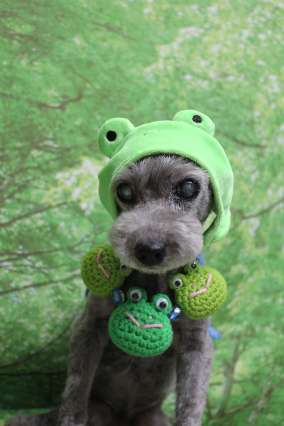 千葉県船橋市のトイプードルのトリミング画像