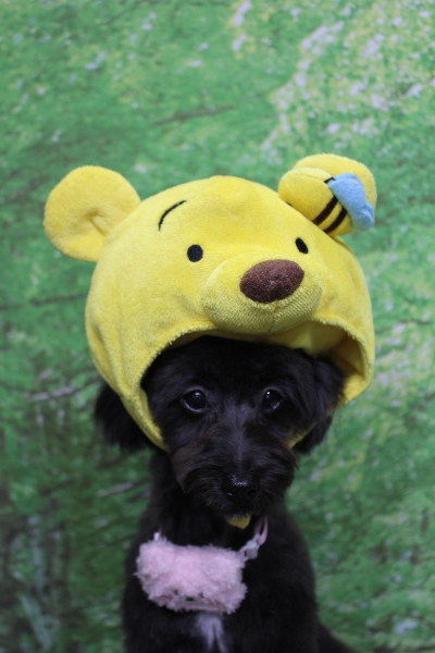 千葉県千葉市のミックス犬トリミング画像