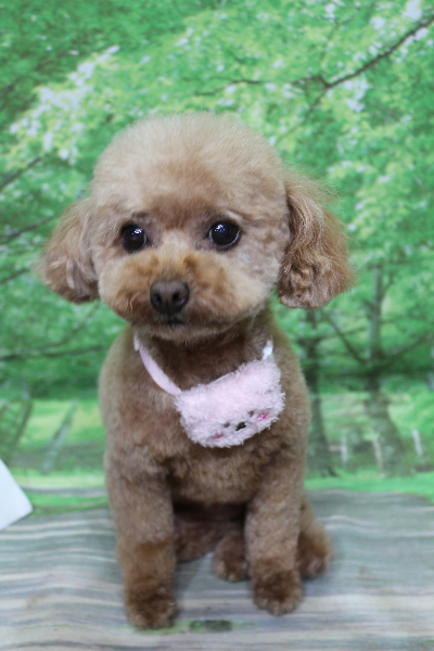 千葉県船橋市のトイプードルのトリミング画像