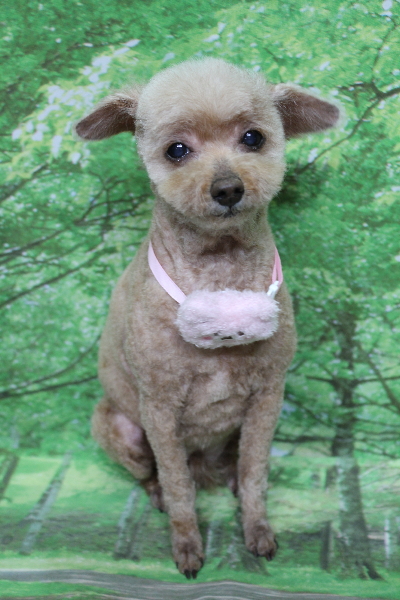 千葉県船橋市のトイプードルのトリミング画像