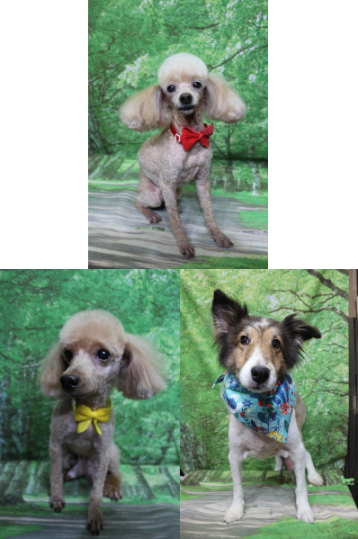 千葉県船橋市のトイプードルのトリミング画像