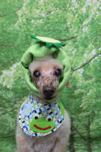 千葉県船橋市のトイプードルのトリミング画像