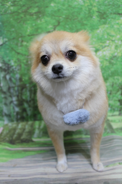 千葉県船橋市のミックス犬のトリミング画像