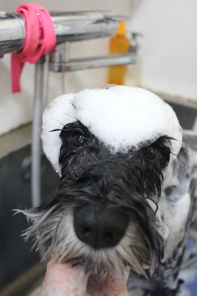 東京都江戸川区のミニチュアシュナウザーのシャンプー画像