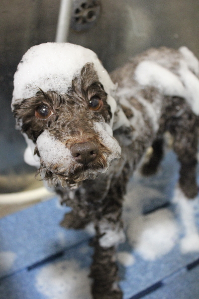 千葉県市川市のトイプードルのシャンプー画像