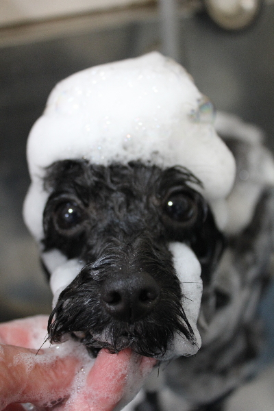 千葉県鎌ヶ谷市のトイプードルのシャンプー画像