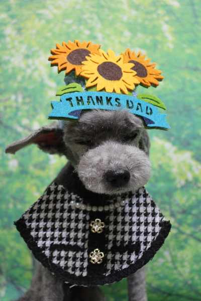 千葉県船橋市のトイプードルのトリミング画像