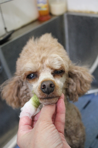 千葉県船橋市のトイプードルのハーブ歯磨き画像