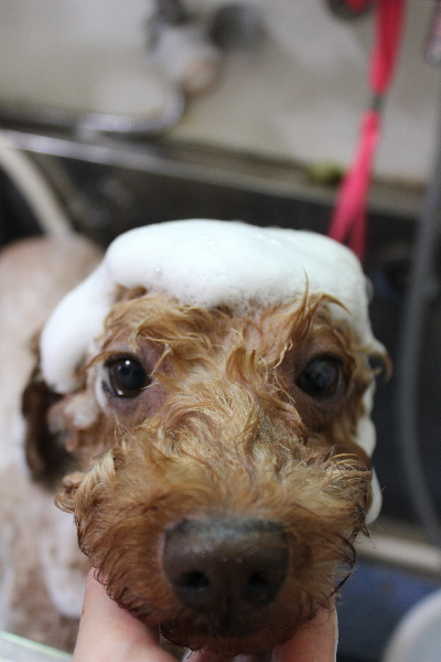 千葉県船橋市のトイプードルのシャンプー画像