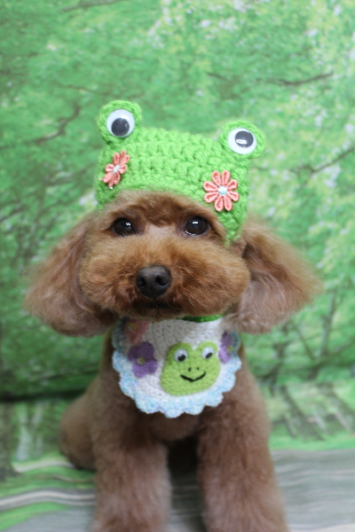 千葉県市川市のトイプードルのトリミング画像