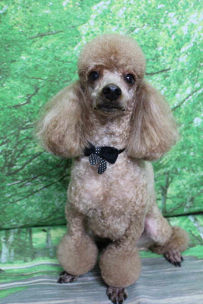 千葉県鎌ヶ谷市のトイプードルのトリミング画像