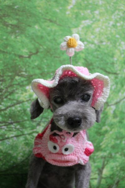 千葉県船橋市のトイプードルのトリミング画像