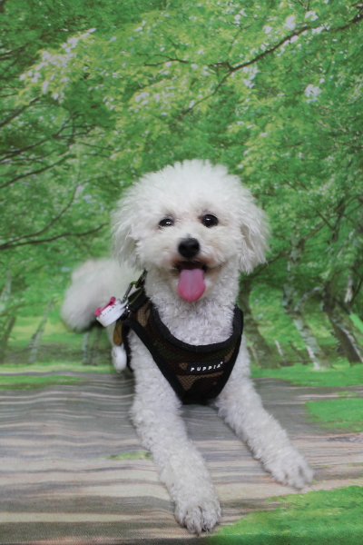 千葉県市川市のトイプードルのトリミング前画像