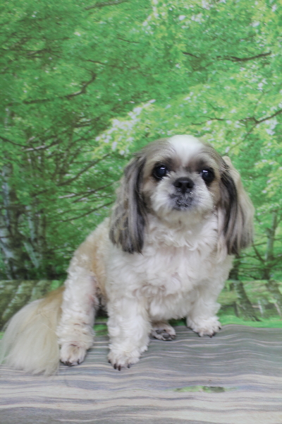 千葉県鎌ケ谷市のシーズーのトリミング前画像