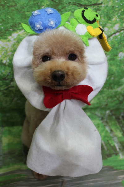 千葉県船橋市のトイプードルのトリミング画像