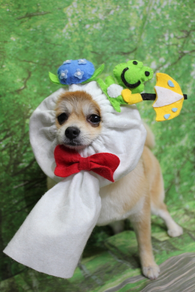 千葉県船橋市のミックス犬のトリミング画像