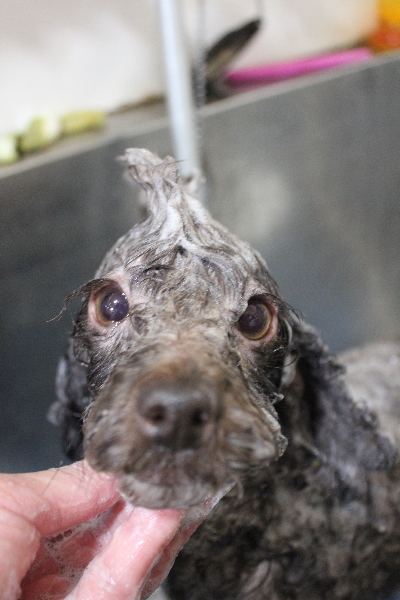 千葉県鎌ケ谷市のトイプードルのシャンプー画像