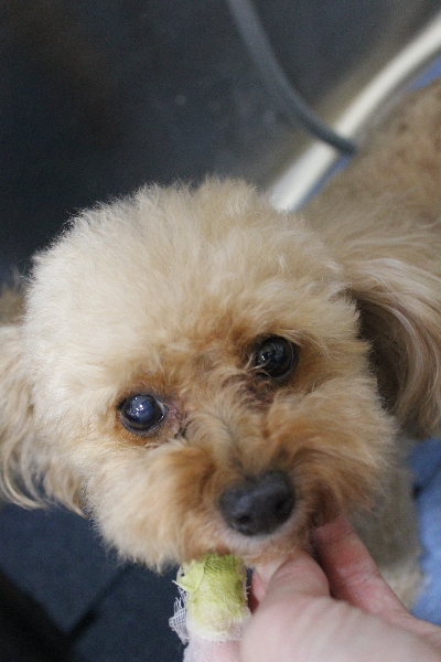 千葉県船橋市のトイプードルの歯磨き画像