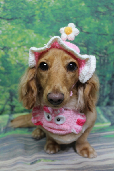 千葉県船橋市のミニチュアダックスのトリミング画像