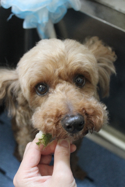 千葉県船橋市のトイプードルの歯磨き画像