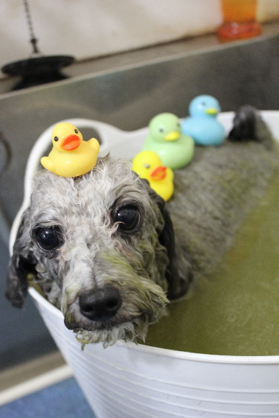 千葉県船橋市のトイプードルのハーブ湯画像