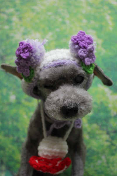 千葉県船橋市のトイプードルのトリミング画像